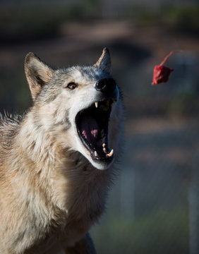 Gray wolf catching a piece of meat