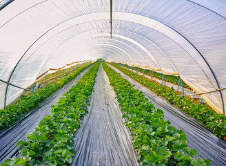 Blossom of strawberry plants growing in outdoor greenhouse covered with plastic film, bio farming