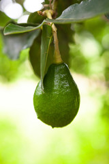 Green fruit of avocado.