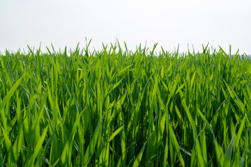 Spring fields panorama landscape with fresh green grass
