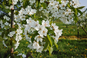 Cherry tree blossom, spring season in fruit orchards in Haspengouw agricultural region in Belgium, close up