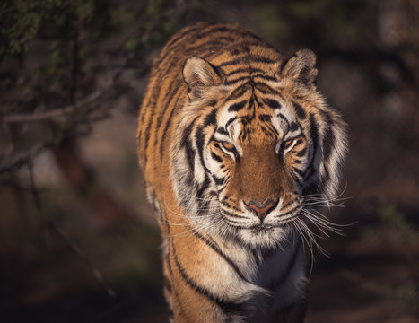 Portrait of a stalking tiger