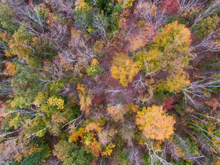 Fall Foliage from a Drone