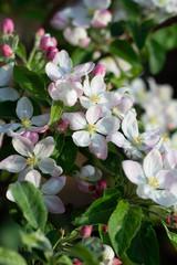 Apple tree blossom, spring season in fruit orchards in Haspengouw agricultural region in Belgium, close up