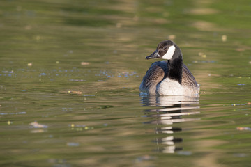 Kanadagans (Branta canadensis)