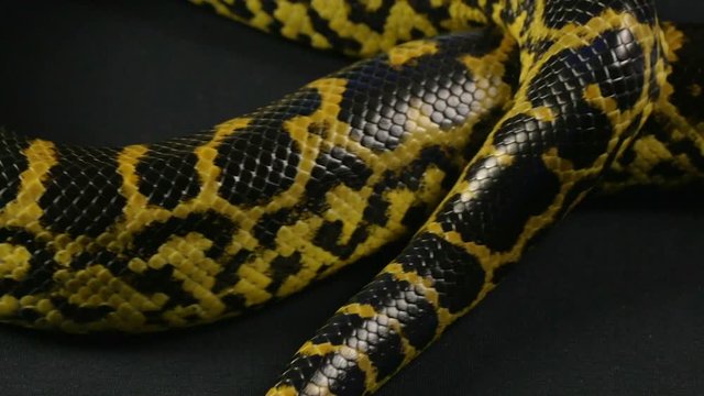 Crawling pet python on black background
