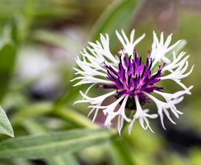Cornflower