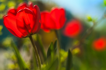 Naklejka premium Tulip Flower macro photography
