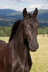 Obraz na płótnie Canvas Portrait of nice black kladrubian horse