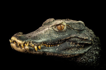 Fototapeta premium Head of a crocodile (Paleosuchus palpebrosus). Dwarf Caiman.