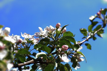 Цветущая яблоня