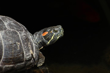 Fototapeta na wymiar Isolated macro with black copy space of red eared slider turtle looking grumpy