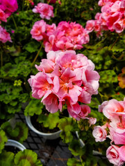 Pink_Flower_Close-up