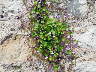 green plant growing through brick wall