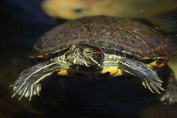 Isolated close up of a red-eared slider turtle in a pond