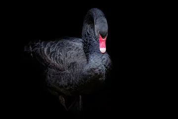 Door stickers Swan Black swan on black background (Cygnus atratus). Beautiful west australian black swan.