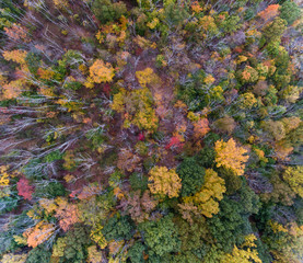 Fall Foliage from a Drone