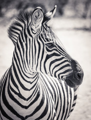 Fototapeta na wymiar Headshot profile portrait of a zebra in black and white
