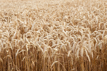 Golden ears of wheat on the field.