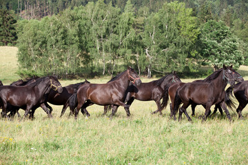 Naklejka na ściany i meble Running herd of black kladrubian horses