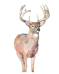 Watercolor deer forest animal illustration isolated on white background