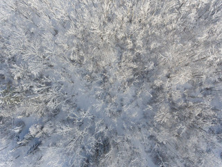 Drone Tree Shots with Snow