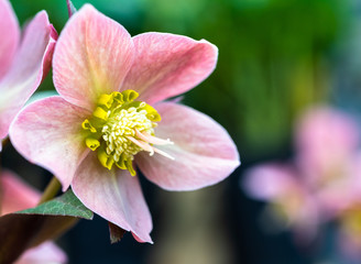 Flower Buds