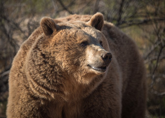 Female grizzly bear posing for a natural portrait