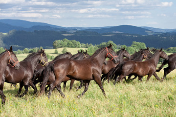Fototapeta premium Running herd of black kladrubian horses