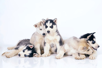 Five adorable Siberian Husky puppies posing together indoors on a white background