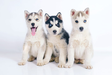 Three adorable Siberian Husky puppies sitting and posing together indoors on a white background