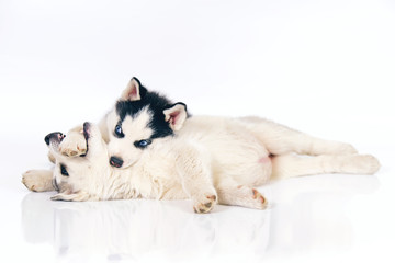 Two playful black and white and grey Siberian Husky puppies posing indoors on a white background