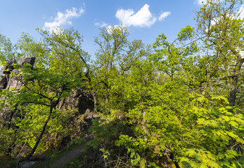 Beautiful spring forest at middle of Europe. Green Forest Park at morning.