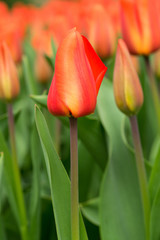 Close-up of a red tulip Darwin Hybrid 