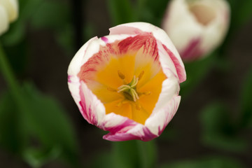 Top view close-up of a red and white tulip 