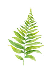 Watercolor hand painted leaf of fern plants on white background