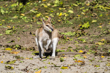 Flinkwallaby - Macropus agilis