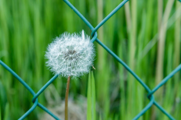 White fluffy dandelion  with green wire and blurred grass on the background