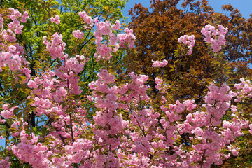 Flourishing cherry tree.