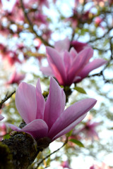 Pink magnolia tree on spring