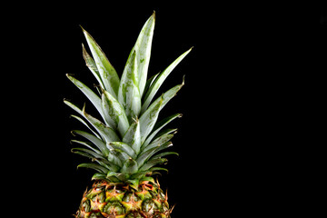 Pineapple Crown on a Black Background