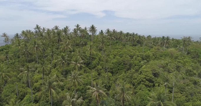 Aerial drone view of tropical landscape with palm trees, sea and sky