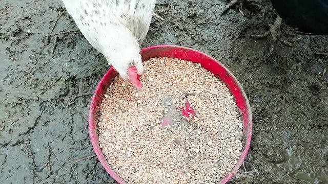 poule qui mange des c&eacute;r&eacute;ales