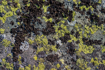 Granite rock covered with lichen