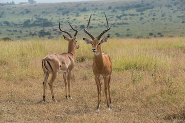 Naklejka na ściany i meble Impala in Nairobi National Park