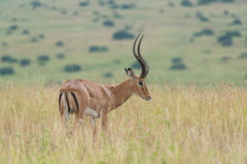 Impala in Nairobi National Park