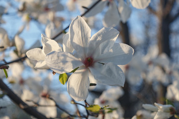 Beautiful spring bloom for magnolia trees white flowers