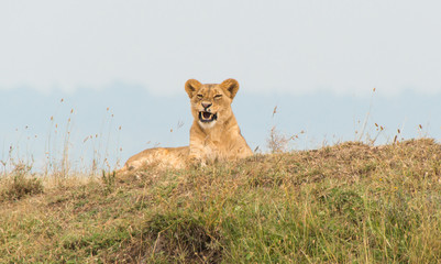 Lioness watching a watering hole