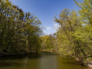 Beautiful trees spring forest sunny day blue sky