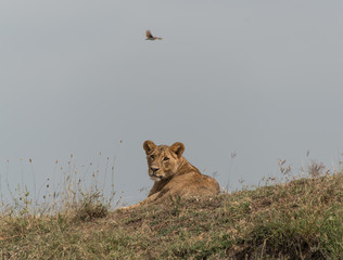 Lioness watching a watering hole